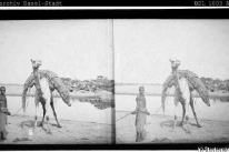 Transport eines erlegten Krokodils auf einem Kamel im Süden des Sudan, 1908