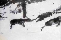 Im Winter 1944/45 im Nationalpark eingegangene Hirsche